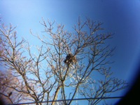 Misaligned Lens